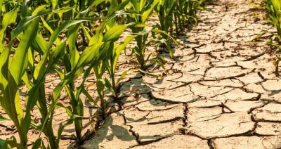 Жара и засуха в Европе снижают урожай кукурузы и картофеля