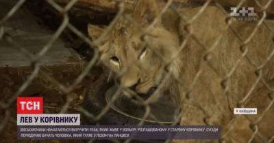 “Останется со мной до старости”: под Киевом зоозащитники обнаружили льва, которого держат в коровнике