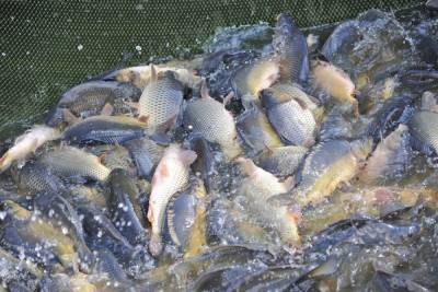 Какого опасного паразита волгоградцы могут подцепить в речной рыбе