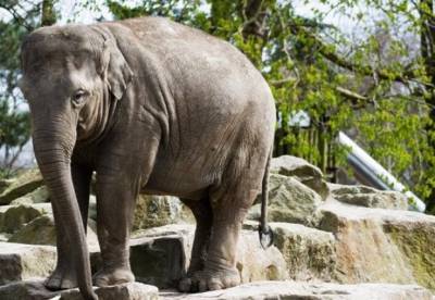 Слонов варшавского зоопарка буду лечить каннабисом