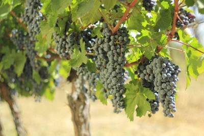 Ртвели-2020: В Кахетии переработали более 350 тонн винограда