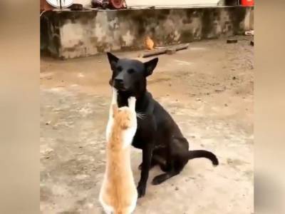 Рыжий кот делал деликатный массаж дворовому псу: забавный ролик опубуликовали в Сети