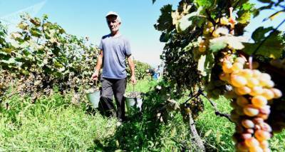 Ртвели 2020: в Грузии начался сбор урожая винограда
