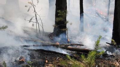 Площадь лесных пожаров в Красноярском крае превысила 100 тыс. га