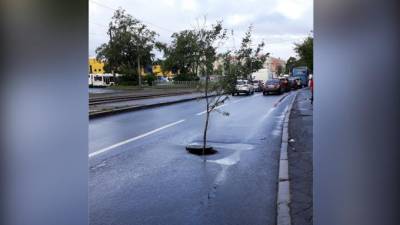 В Невском районе из люка выросло дерево