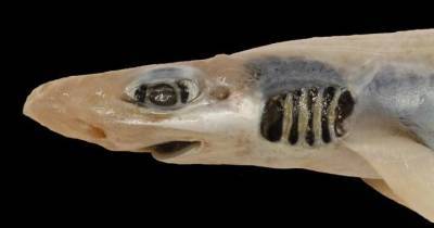 Акула лишилась зубов и кожи из-за загрязнения воды