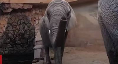 В Варшавском зоопарке придумали способ спасения слонов от стресса с помощью каннабиса (ВИДЕО)