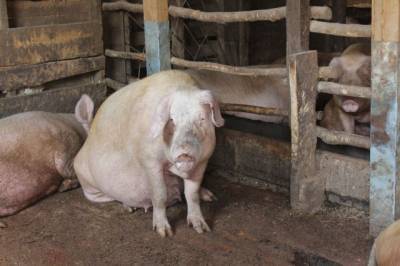 Нелегальная свинина задержана в Хабаровском крае