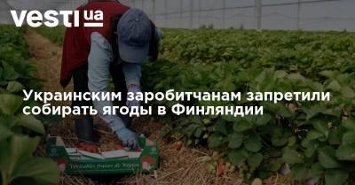 Украинским заробитчанам запретили собирать ягоды в Финляндии
