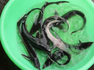 В Башкирии в воду выпустили 12 тысяч мальков краснокнижной рыбы