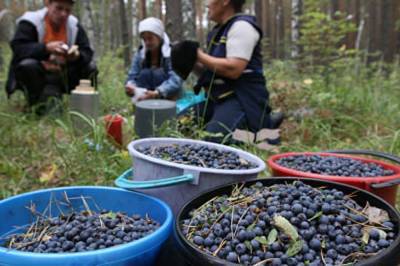 Сборщикам ягод из Украины запретили въезд в Финляндию
