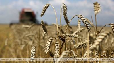 Сельхозфилиалы "Белтопгаза" завершили уборку зерновых