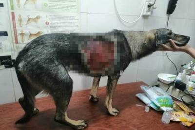 Астраханская полиция ищет живодеров, вырезавших бездомной собаке кожу