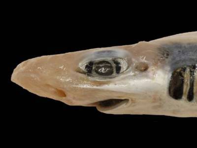 Акула без зубов и кожи шокировала итальянских рыбаков