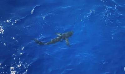 «Будто в голливудском фильме»: в США акула атаковала береговую охрану (ВИДЕО)