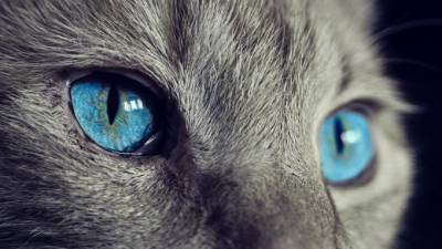 Лекарства для кошек оказались эффективными против коронавируса