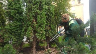 Петербургские садовники облагораживают скверы возле школ к 1 сентября
