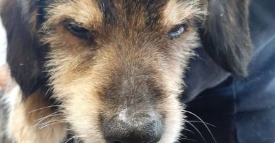 В канаве нашли раненную и брошенную умирать собаку: ветеринары пытаются ее спасти