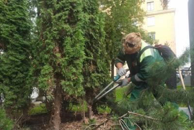 Зеленые зоны возле петербургских школ подготовят ко Дню знаний