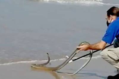 Огромная смертоносная змея выплыла на мелководье и распугала посетителей пляжа