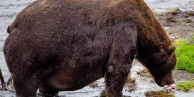 Пора на диету: на Аляске обнаружили упитанного медведя-рекордсмена (ВИДЕО)