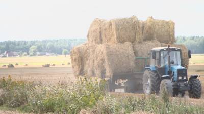Белорусским аграриям осталось убрать менее 7% площадей зерновых