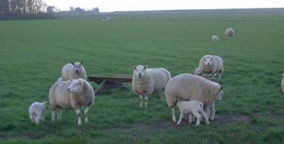 Самая дорогая овца в мире была продана за рекордную сумму в 365 000 фунтов стерлингов - Cursorinfo: главные новости Израиля