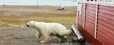 Белый медведь убил туриста на Шпицбергене