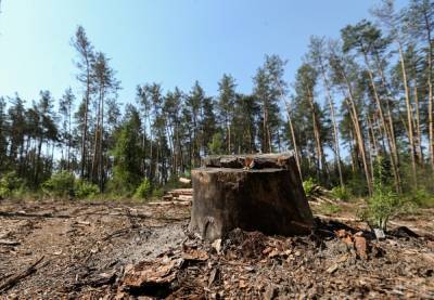 Две области в Украине через 30-40 лет могут остаться без леса