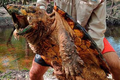 Впервые найдена гигантская грифовая черепаха весом 45 килограммов