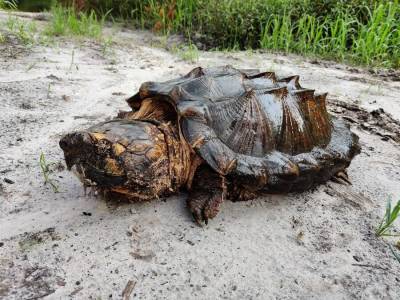 Биологи поймали гигантскую грифовую черепаху весом 45 кг