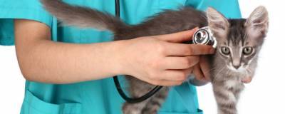 Лекарства для кошек оказались эффективны в борьбе с коронавирусом
