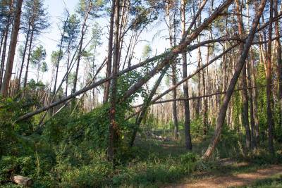 По поводу ограждений и забора в Северном лесу власти Воронежской области обратились в правоохранительные органы