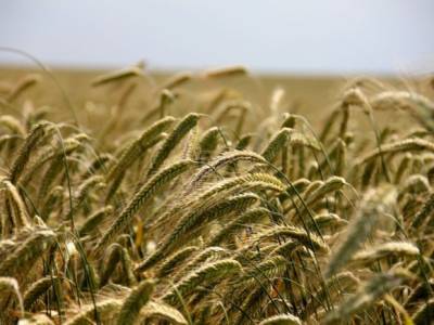 У российских ученых, создавших первый в мире сорт многолетней пшеницы, отобрали участок для ее выращивания (видео)