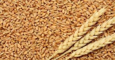 Из Ферганской области в Согд будут ввезены семена пшеницы