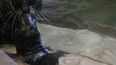 Морской котик появился на свет в Московском зоопарке.