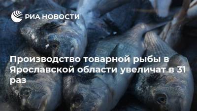 Производство товарной рыбы в Ярославской области увеличат в 31 раз