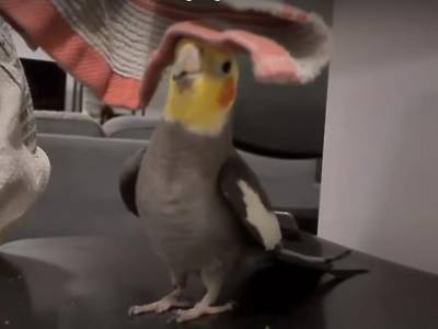 Птица с музыкальными способностями: попугай исполнил смешную песенку и покорил Сеть