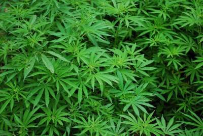 Палата представителей будет голосовать по легализации марихуаны в США