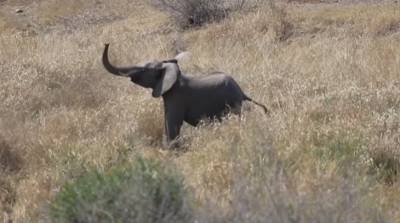 Забавное противостояние буйвола и слонов записали на видео в ЮАР