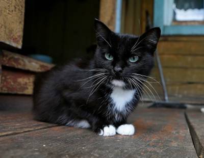 В Тюмени закрыли дело о рекламе лечения коронавируса у кошек