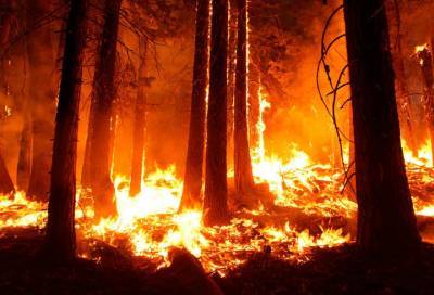 В России за сутки потушили 19 природных пожаров