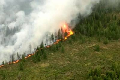 За сутки в России потушили 19 лесных пожаров