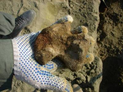 Палеонтологи нашли скелет гигантской черепахи