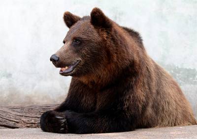 Изъятых у контрабандиста российских медведей поселили в Чешском Крумлове