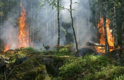 Липчан предупреждают о высокой пожароопасности лесов