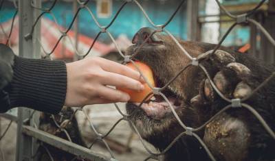 В Тюменском зоопарке можно взять любимого животного под опеку