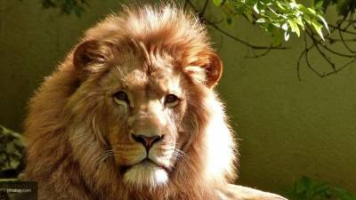 Лев-долгожитель умер в зоопарке Красноярска