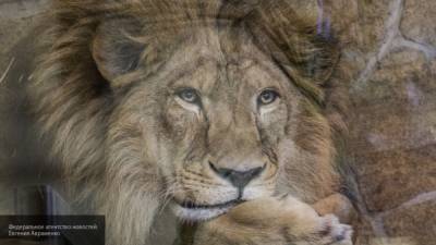 Лев Генрих умер в красноярском зоопарке на 20-м году жизни