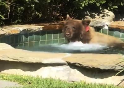 Наглый медведь забрался в джакузи и выпил коктейль: видео
